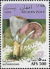 Silky Rosegill (Volvariella bombycina)