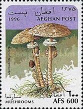 Parasol Mushroom (Macrolepiota procera)