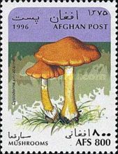 Cinnabar Powdercap (Cystodermella cinnabarina)