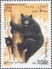 American Black Bear (Ursus americanus)