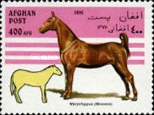 Horse (Equus ferus caballus), Merychippus (Miocene)