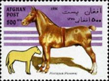 Horse (Equus ferus caballus), Pliohippus (Pliocene)