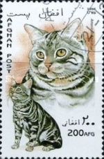 American Shorthair (Felis silvestris catus)