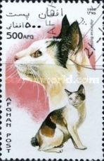 Japanese Bobtail (Felis silvestris catus)
