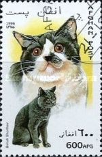 British Shorthair (Felis silvestris catus)