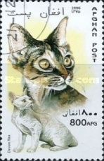 Devon Rex (Felis silvestris catus)