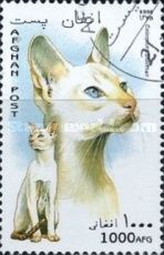 Colourpoint Shorthair (Felis silvestris catus)