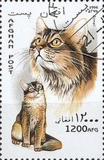 Somali (Felis silvestris catus)