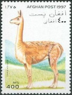 Vicugna (Vicugna vicugna)