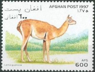 Guanaco (Lama guanicoe)