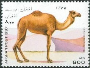 Dromedary (Camelus dromedarius)