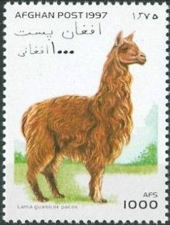 Alpaca (Lama guanicoe pacos)