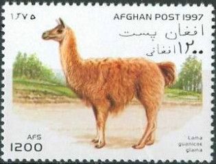 Llama (Lama guanicoe glama)