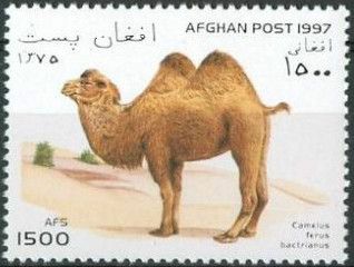 Bactrian Camel (Camelus ferus bactrianus)