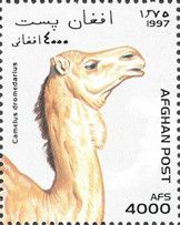 Dromedary (Camelus dromedarius)