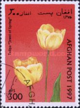 Tulip (Tulipa sp.)