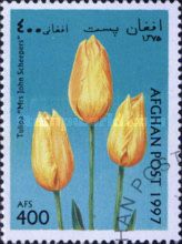 Tulipa "Mrs. John Scheepers"