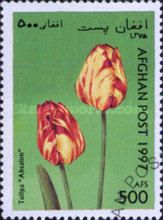 Tulipa "Absalon"