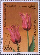 Tulipa "Queen of Sheba"