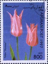 Tulipa "Mariette"