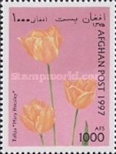 Tulipa "Mary Housley"
