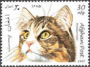 Norwegian Forest Cat (Felis silvestris catus)