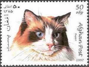 Ragdoll (Felis silvestris catus)