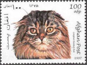 Scottish Fold (Felis silvestris catus)