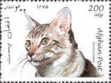 Oriental Shorthair (Felis silvestris catus)