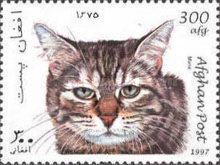 Manx (Felis silvestris catus)