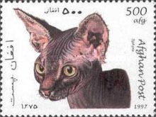 Sphinx Cat (Felis silvestris catus)