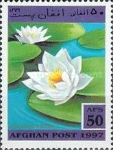 Fragrant Water-lily (Nymphaea odorata)