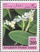 Waterblommetjie (Aponogeton distachyos)
