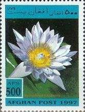 Cape Blue Water-lily (Nymphaea capensis)