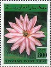 India Red Water-lily (Nymphaea rubra)