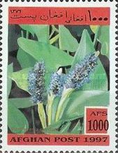 Pickerel Weed (Pontederia cordata)