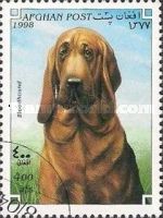 Bloodhound (Canis lupus familiaris)