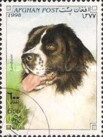 Landseer (Canis lupus familiaris)