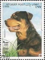 Rottweiler (Canis lupus familiaris)