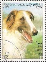 Borzoi (Canis lupus familiaris)