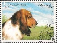 Basset Hound (Canis lupus familiaris)