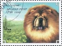 Chow Chow (Canis lupus familiaris)