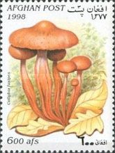 Spindleshank (Gymnopus fusipes)