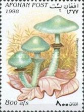 Verdigris agaric (Stropharia aeruginosa)