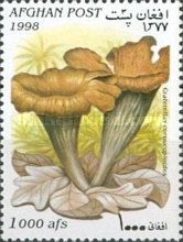 Horn of plenty (Craterellus cornucopioides)