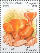 Salmon salad (Guepinia helvelloides)