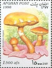 Greville's bolete (Suillus elegans)