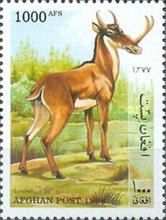 Synthetoceras (Synthetoceras tricornatus)