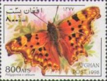 Comma Butterfly (Polygonia c-album)