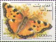Large Tortoiseshell (Nymphalis polychloros)